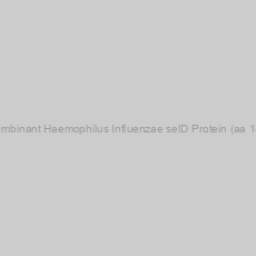 Image of Recombinant Haemophilus Influenzae selD Protein (aa 1-347)